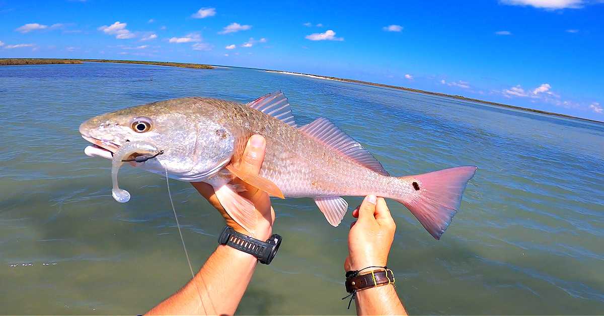 http://how%20fast%20can%20this%20lure%20catch%20a%20redfish