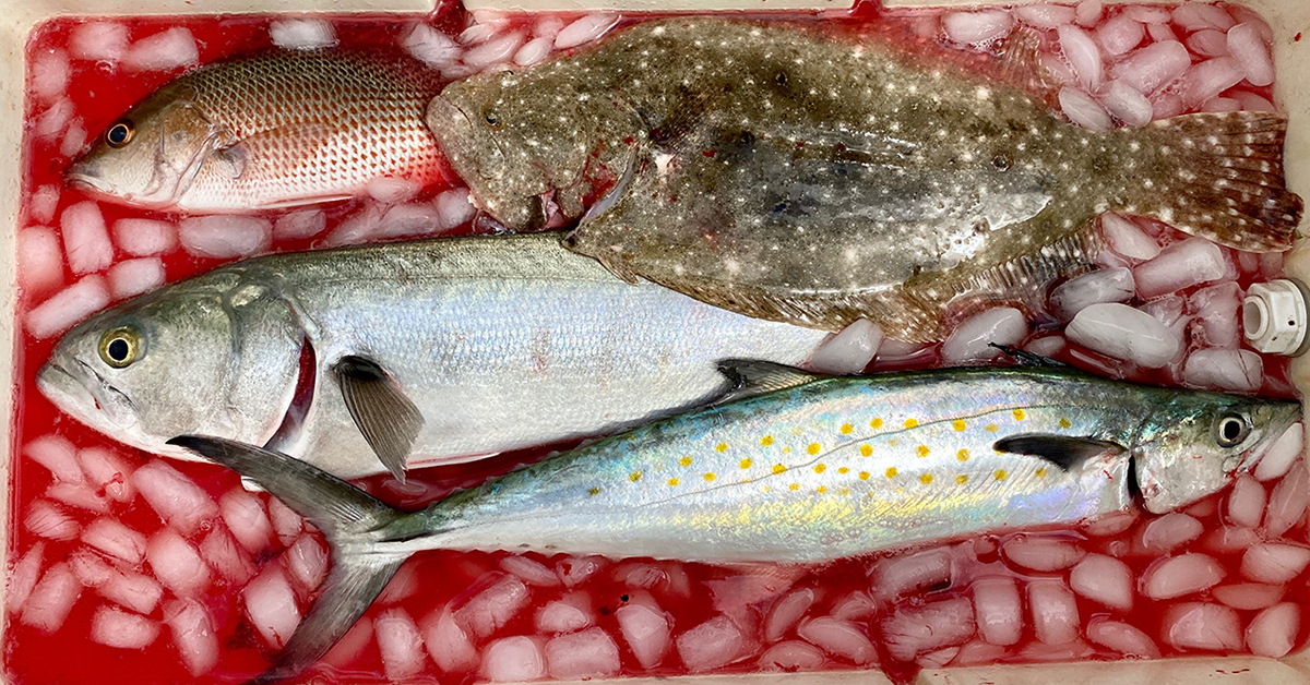 How To Bleed Fish To Get Cleaner Fillets (Popular Saltwater Species)