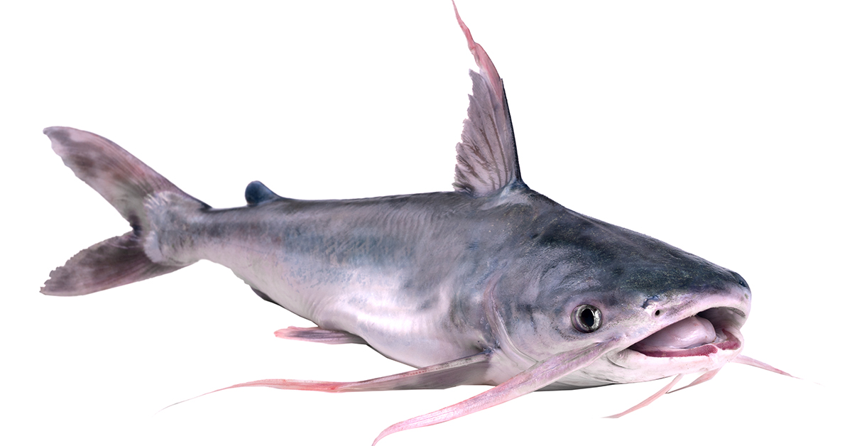 http://how%20to%20catch%20fewer%20catfish