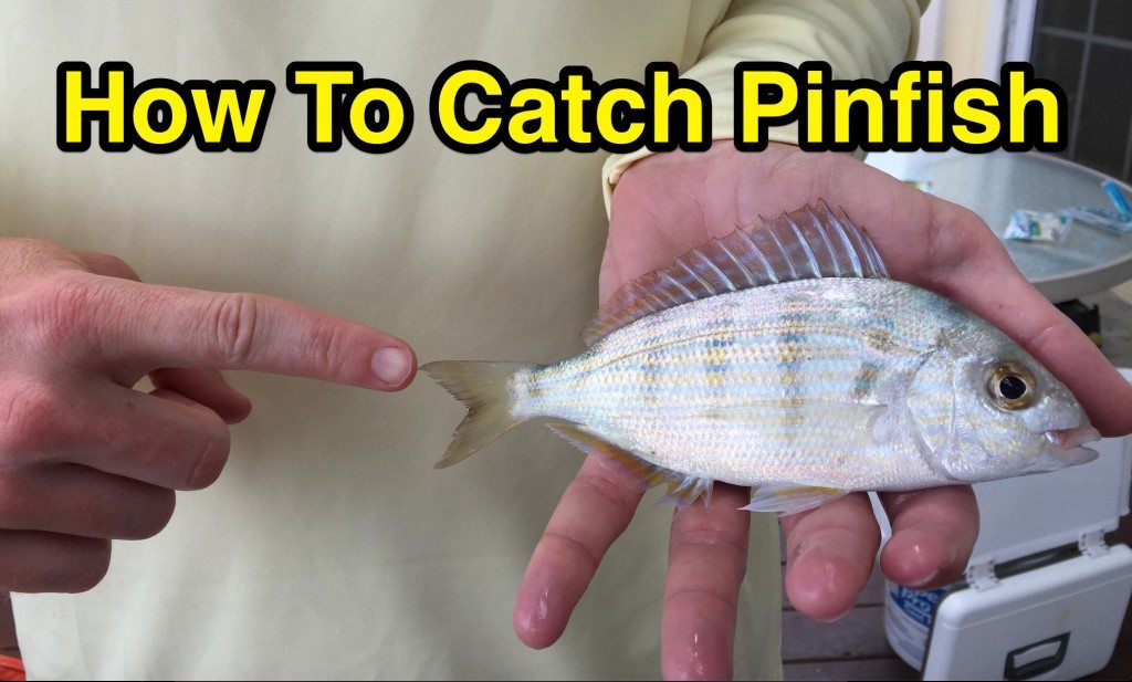 how to catch pinfish using berkley gulp