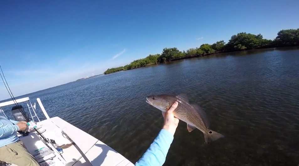 how to catch redfish in new areas