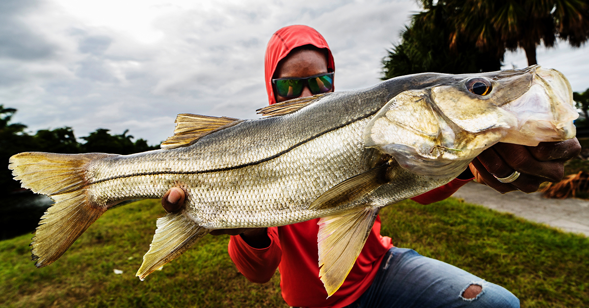 how to catch snook like a pro