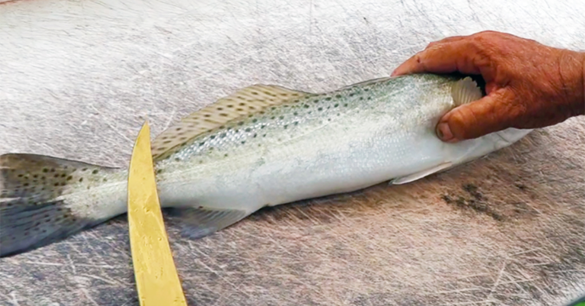 How To Fillet A Speckled Trout (Step By Step Tutorial)