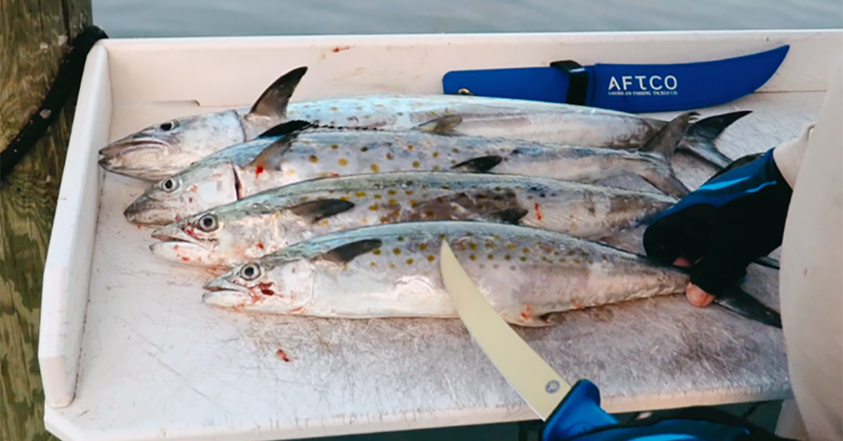 How To Fillet Spanish Mackerel (And Get Rid Of The Fishy Taste)