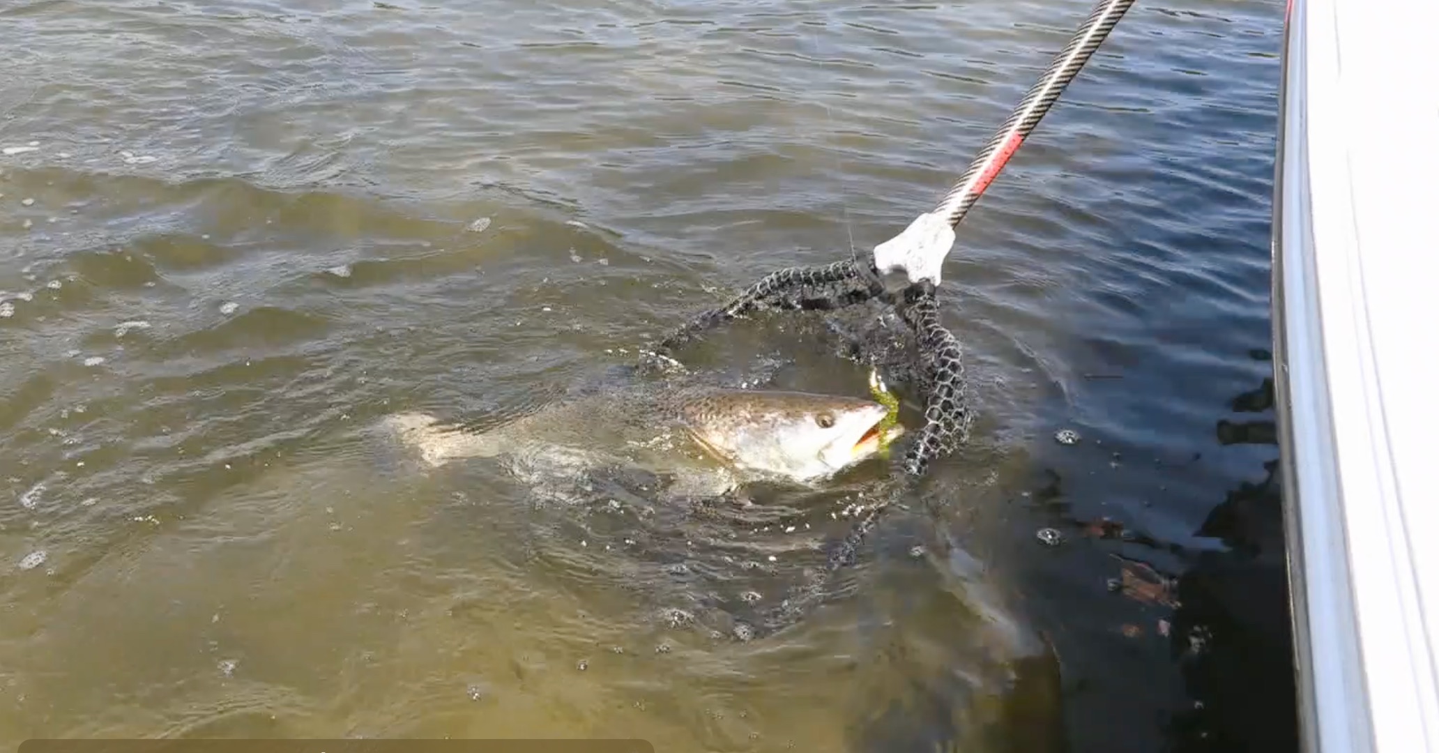 How To Properly Net A Fish That You Plan To Release » Salt Strong
