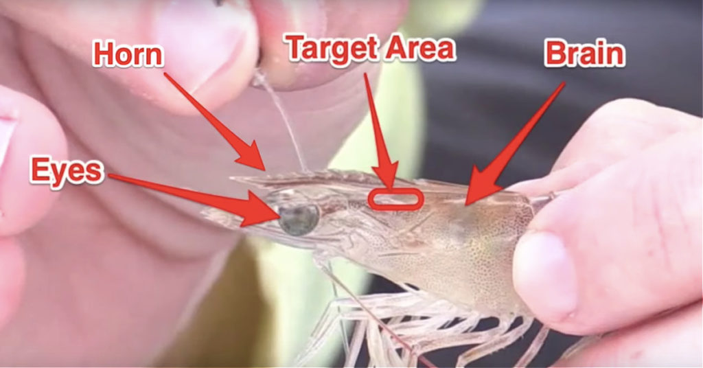 how to rig a live shrimp