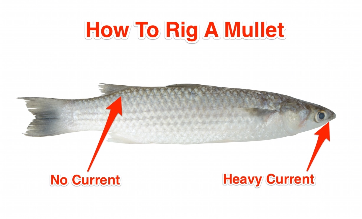 how to rig a mullet