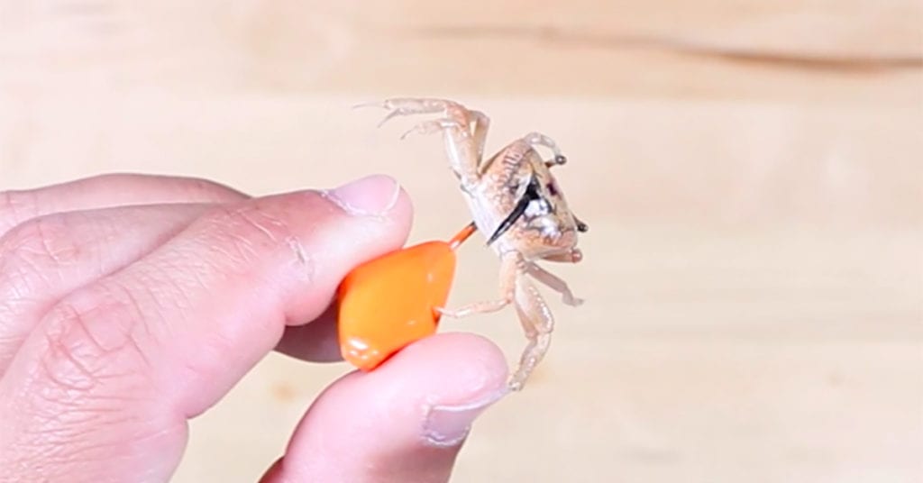 how to rig fiddler crabs for bait