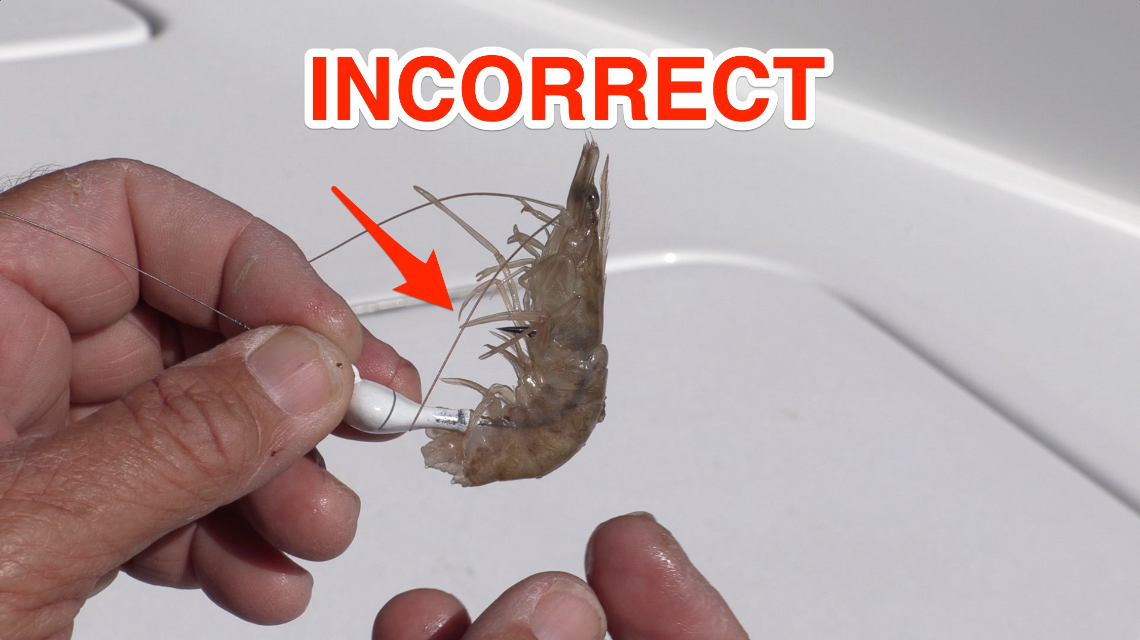 how to rig a shrimp on a jighead