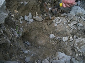 Ancient Remains of 20ft Mega Shark Found In Texas