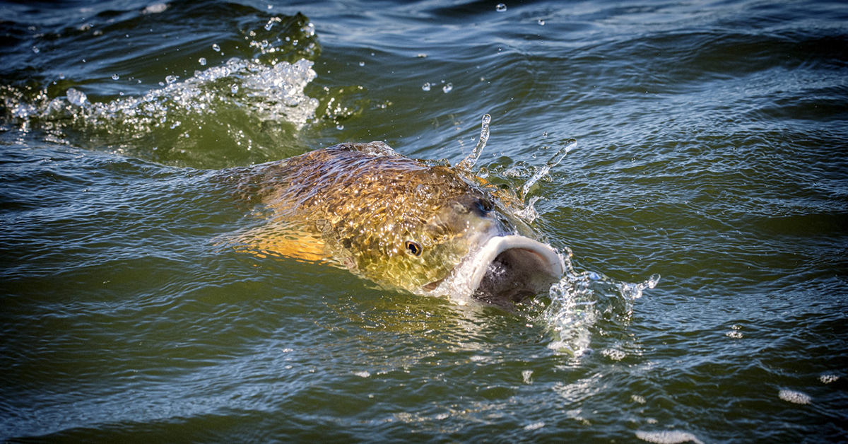 jessica haydahl redfish picture