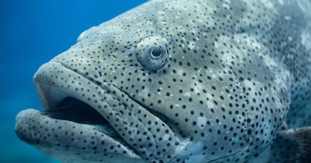 Top 5 Myths About How The "Jewfish" Got Its Name