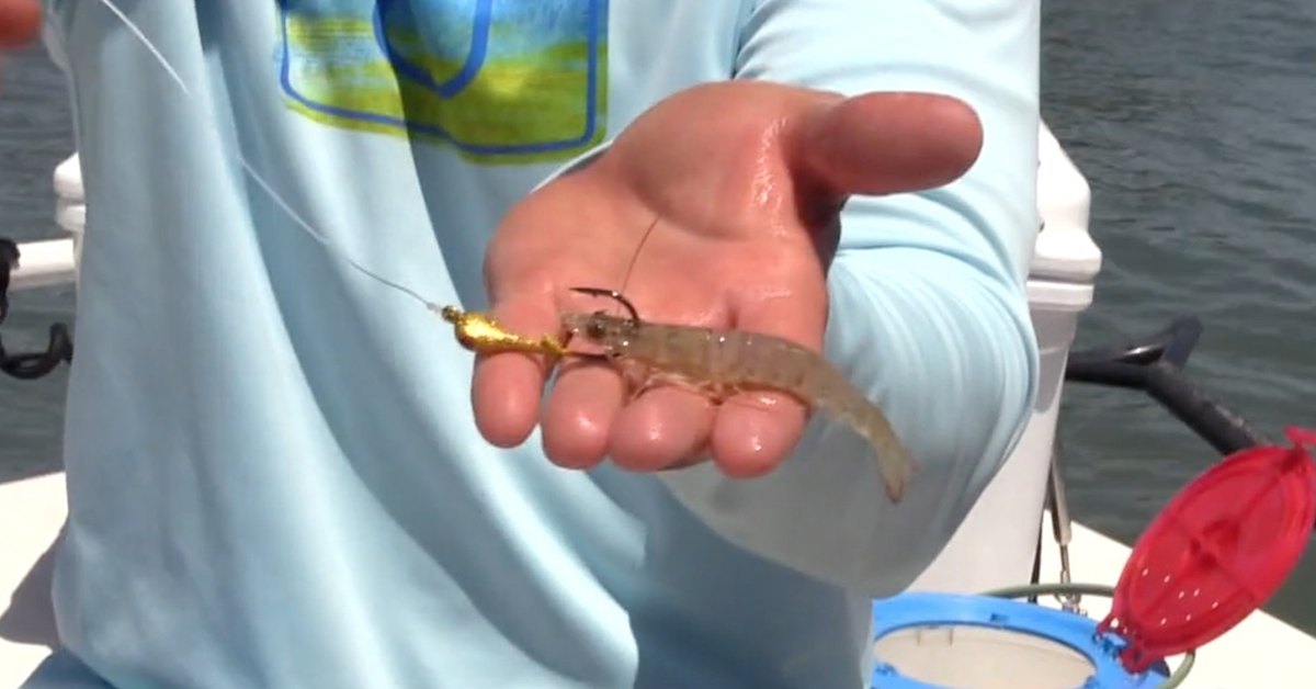 Rigging shrimp on jigs