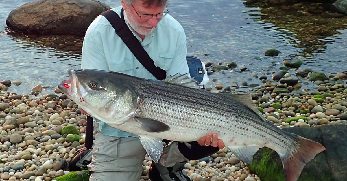 Surfcasting For Striped Bass (With John Skinner)