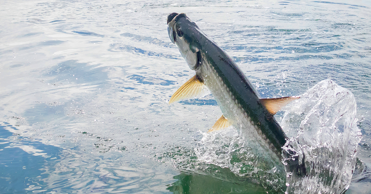 http://how%20to%20fight%20and%20land%20a%20tarpon