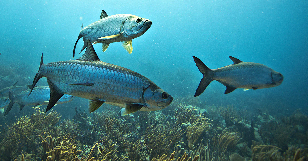 The Hunt For Juvenile Tarpon (Everything You Need To Know)