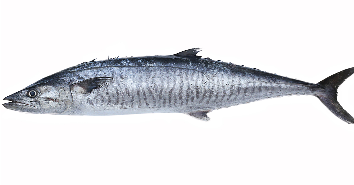 chumming for kingfish and spanish mackerel