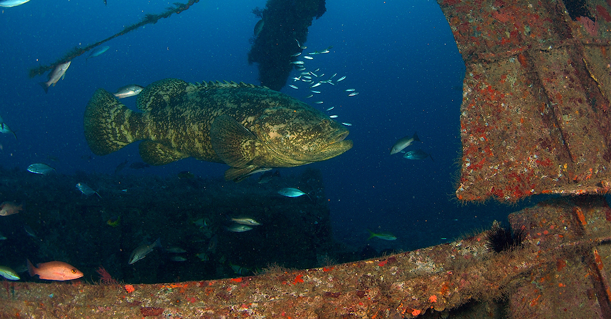 Goliath Grouper on Louisiana Artificial Reef