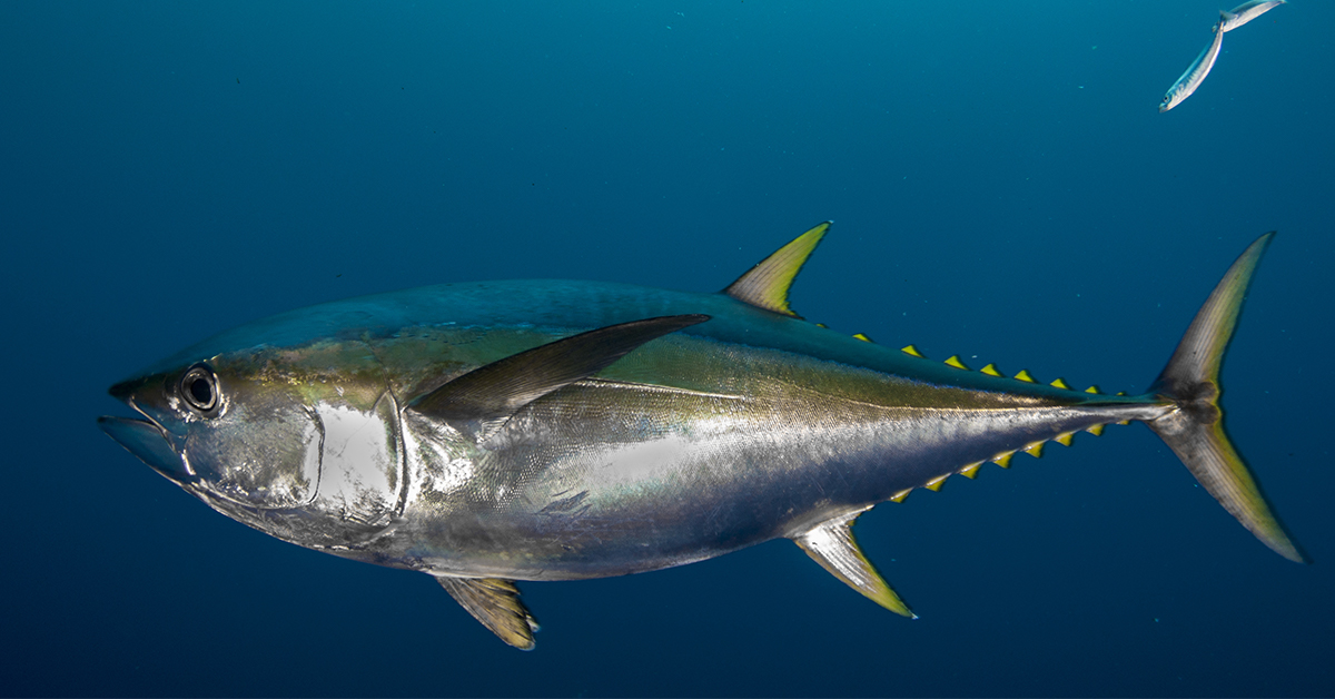 Louisiana Yellowfin Tuna