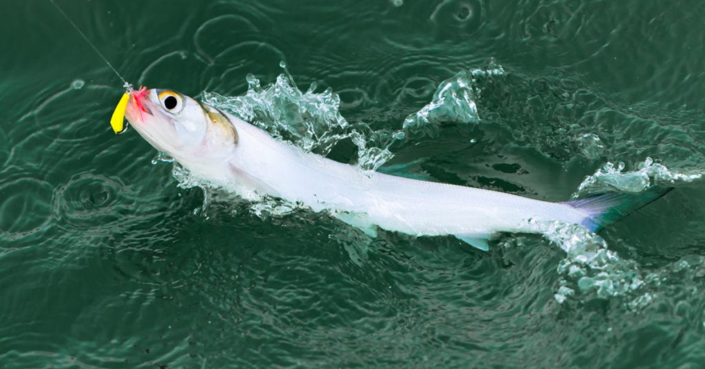 Best Shark Fishing Rig, Baits & Chum Tips (For Inshore Sharks)