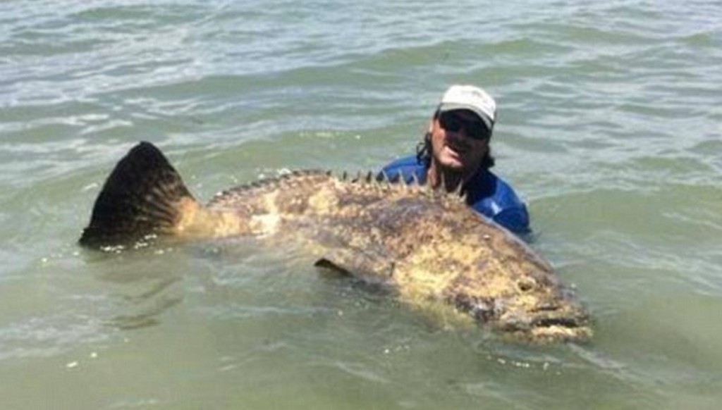 goliath grouper from kayak