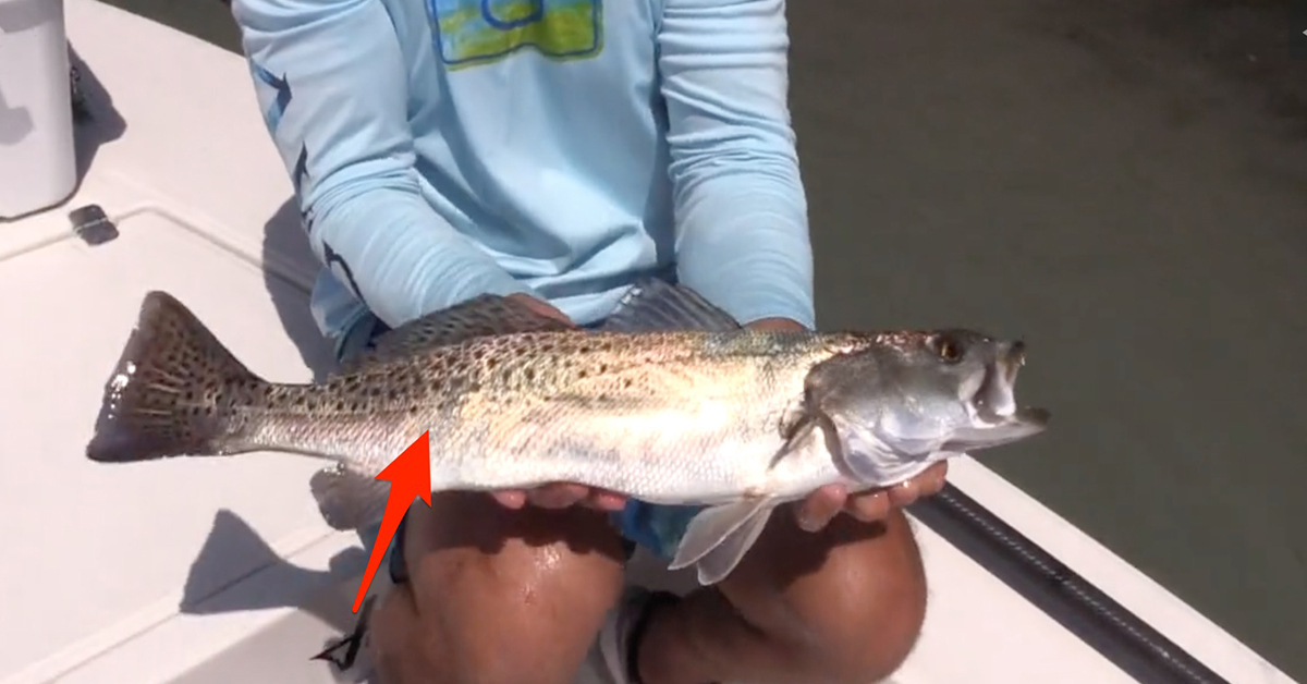 Peter Deeks Fish Lateral Lines