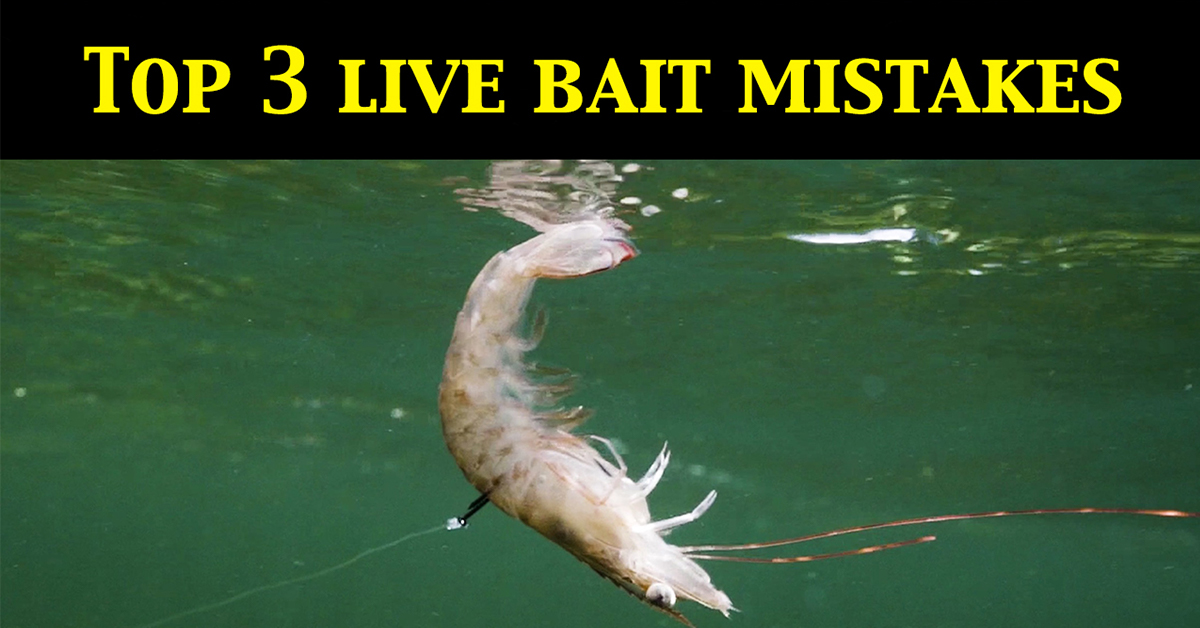http://top%20live%20bait%20rigging%20mistakes
