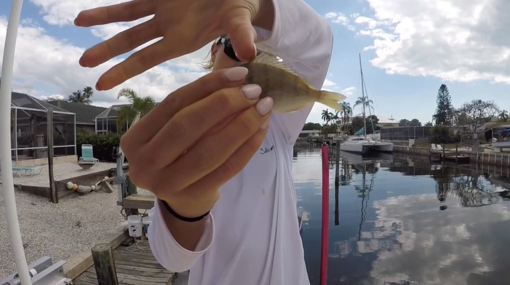 The 3 Best Live Bait Fish For Inshore Fishing In Florida