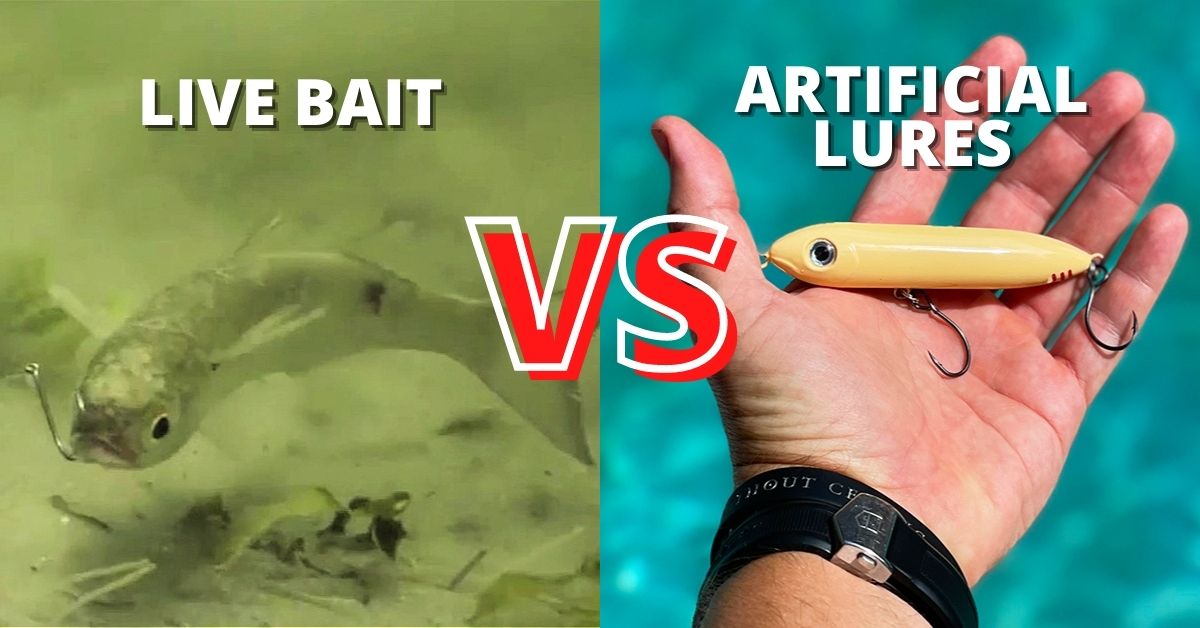 http://live%20bait%20vs.%20artificial%20lures%20for%20winter%20fishing