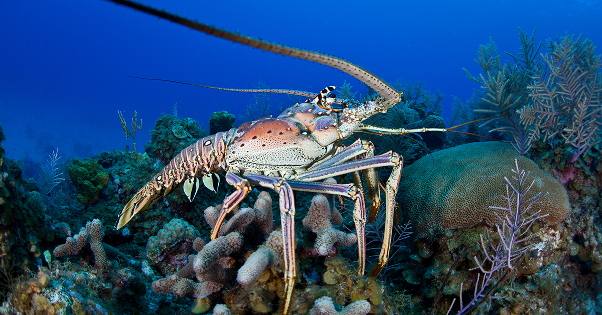 http://Spiny%20Lobster%20on%20the%20Reef