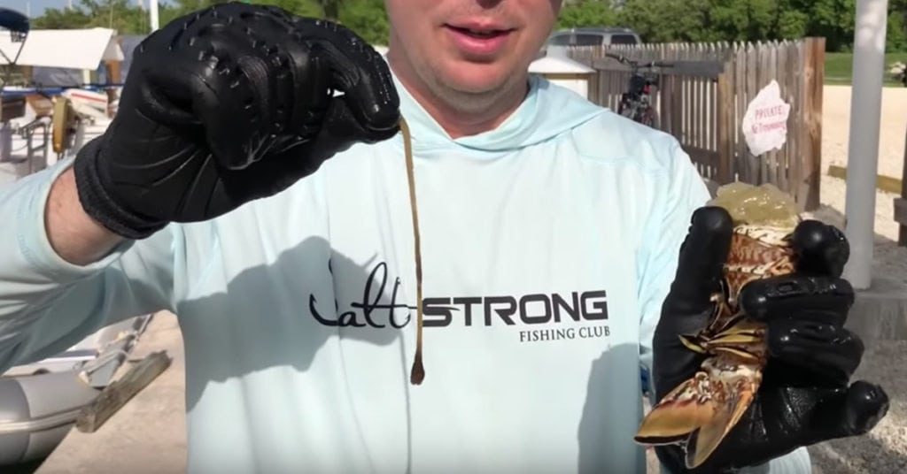 How To Quickly Clean A Lobster Without Any Tools [Video]