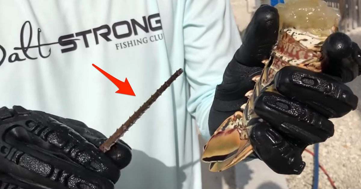 how to clean a lobster with an antenna
