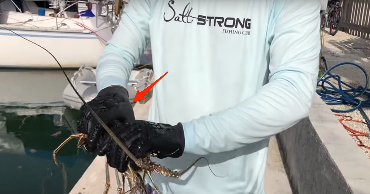 clean a lobster gloves