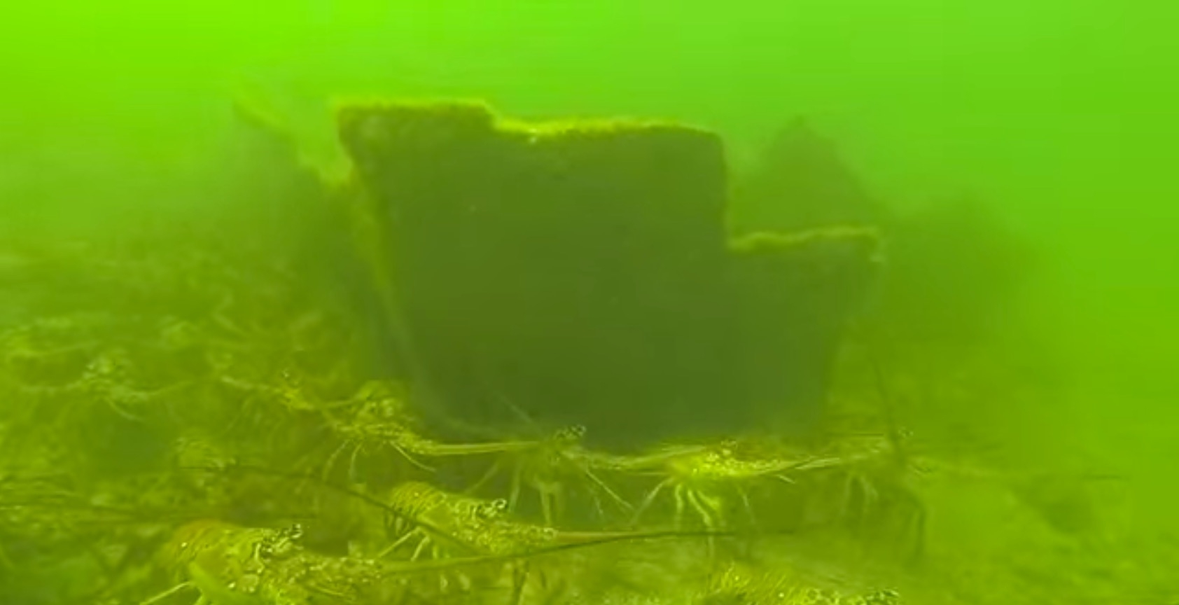 most lobster ever caught