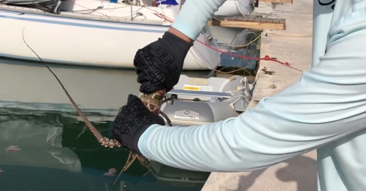 twisting tail to clean a lobster