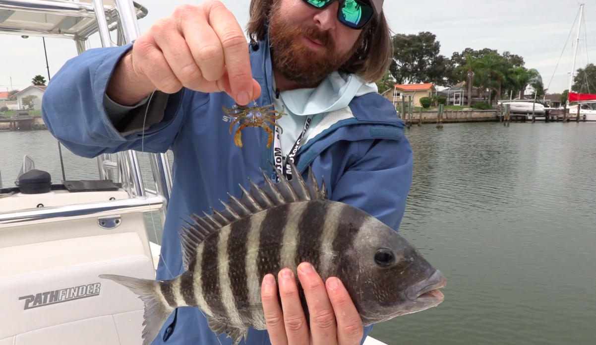 How To Catch Sheepshead In Residential Canals (Using Artificial Lures)