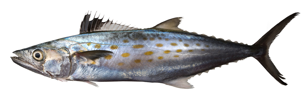 inshore spanish mackerel