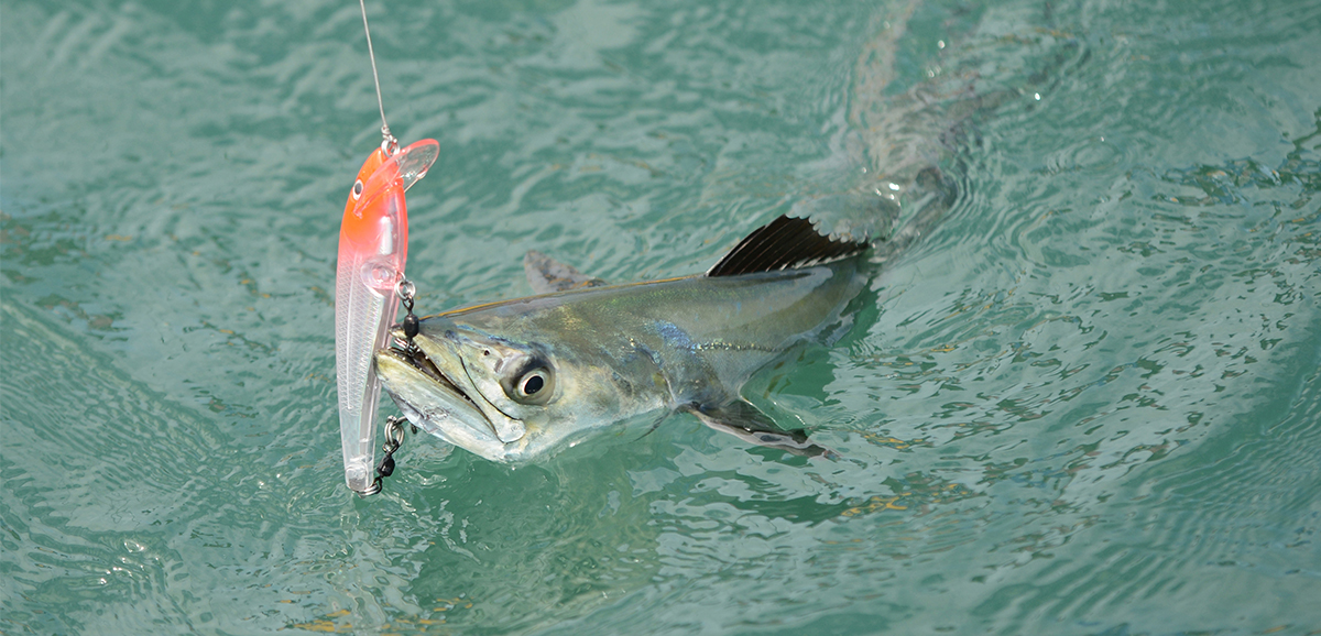 How To Catch Spanish Mackerel (Plus Free PDF Catch Card)