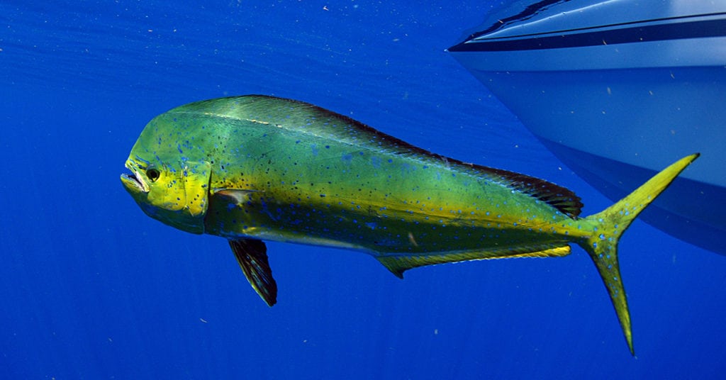 The Top 3 MahiMahi Fishing Mistakes [VIDEO]