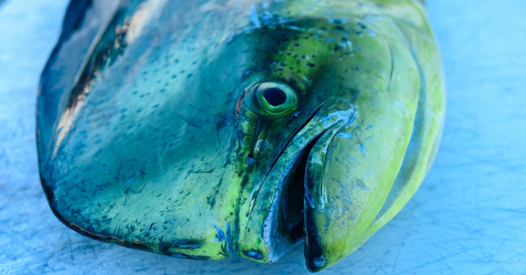 The Top 3 MahiMahi Fishing Mistakes [VIDEO]
