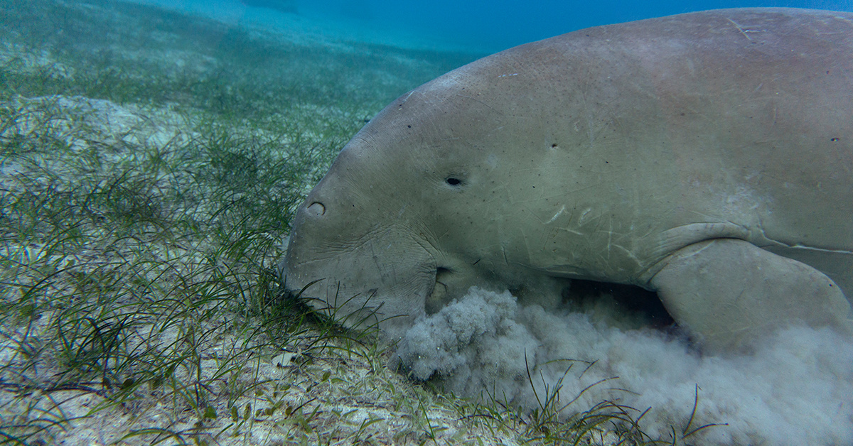 manatee eating plants