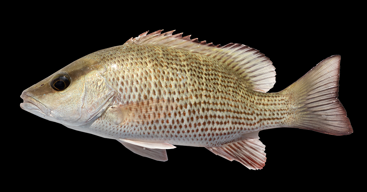 http://how%20to%20catch%20mangrove%20snapper