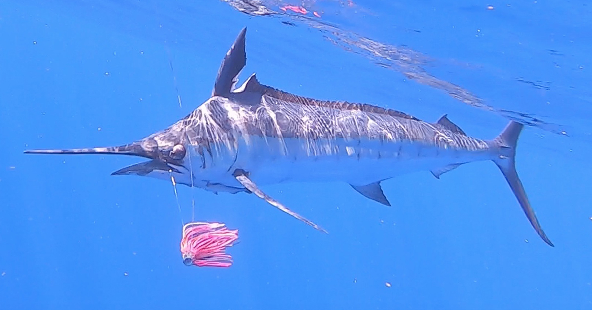 Trolling For Wahoo & Marlin in Hawaii [+ Giant Squid Encounter]