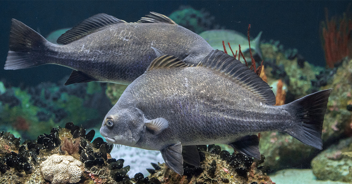 The GPS Coordinates For Every Artificial Reef In Mississippi