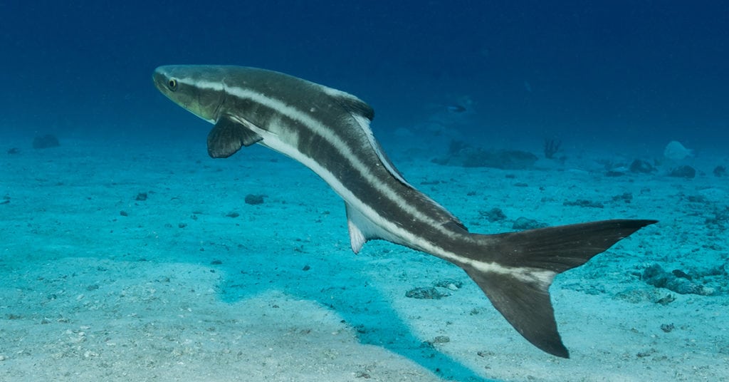 The GPS Coordinates For Every Artificial Reef In Mississippi