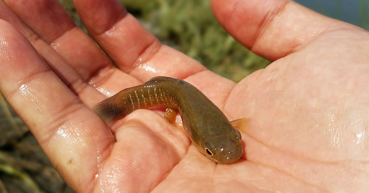 Mud Minnows  Fishing from Florida Shores