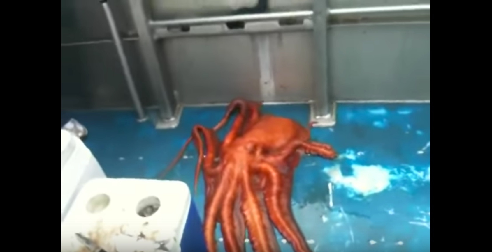 This Is This Is The Most Unbelievable Octopus Escape!