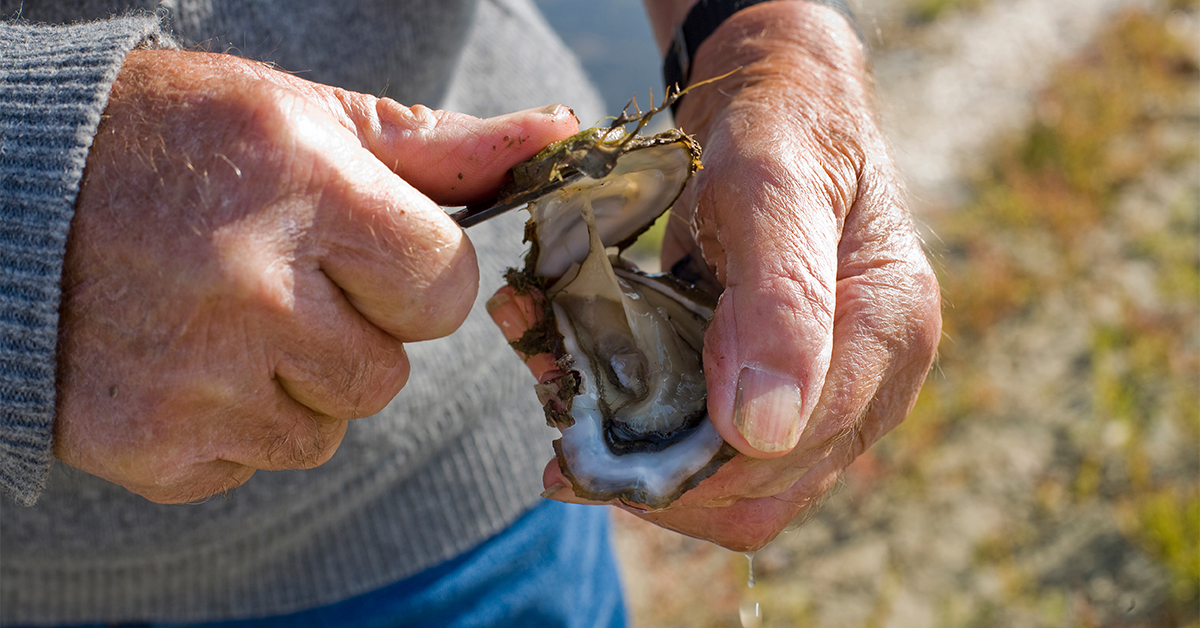 flesh eating bacteria in oysters