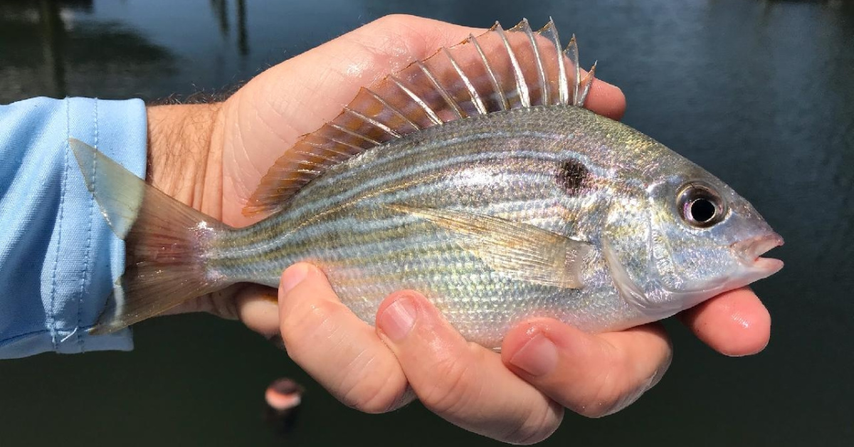http://how%20to%20chum%20for%20pinfish
