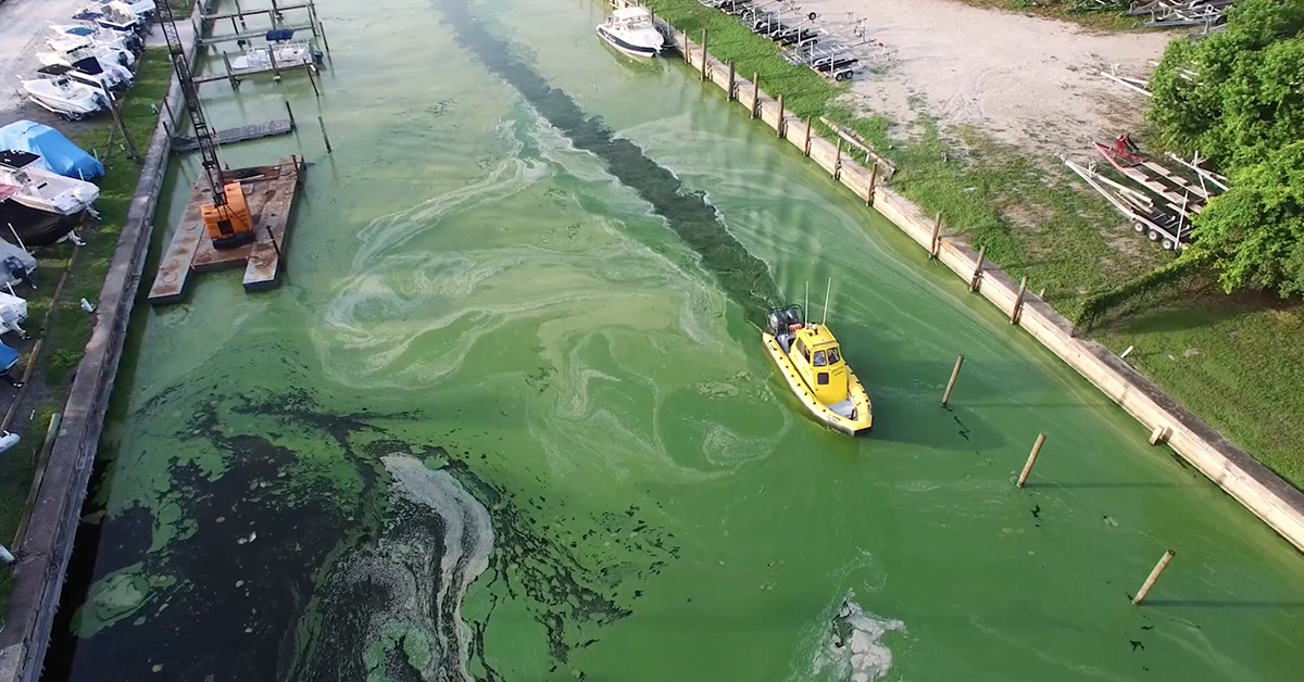 Lake Okeechobee green canal discharges